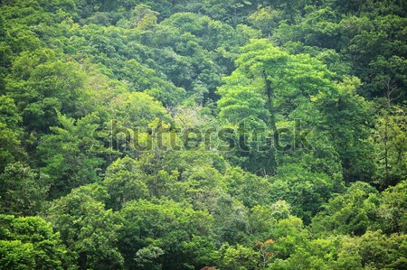 forest view from high Stock photo © leungchopan