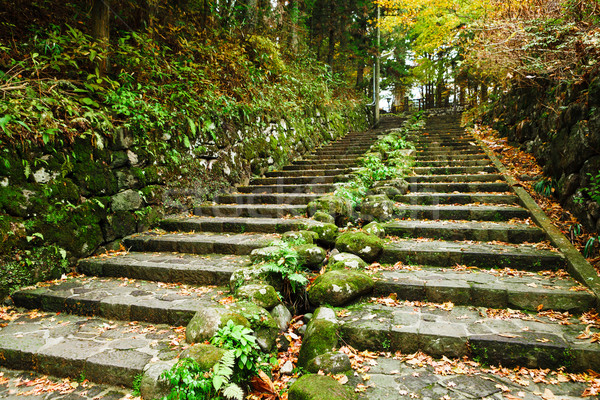 Pathway through the autumn forest Stock photo © leungchopan