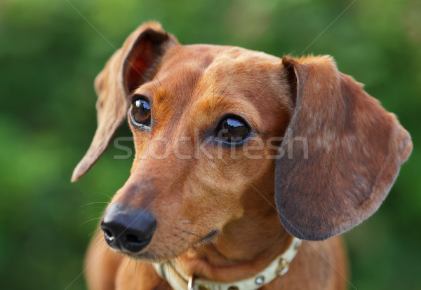 Teckel hond gras jonge dier weide Stockfoto © leungchopan