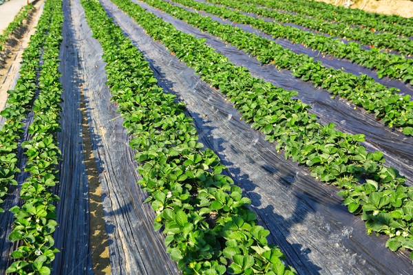field Stock photo © leungchopan