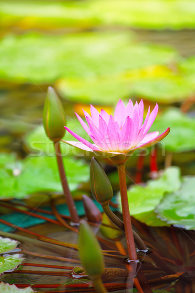 Waterlily in the pond Stock photo © leungchopan