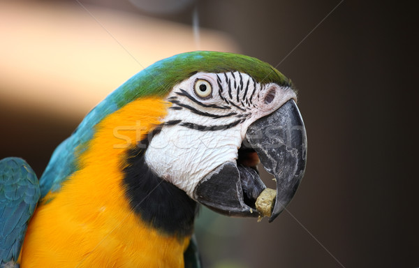 Macaw parrot Stock photo © leungchopan