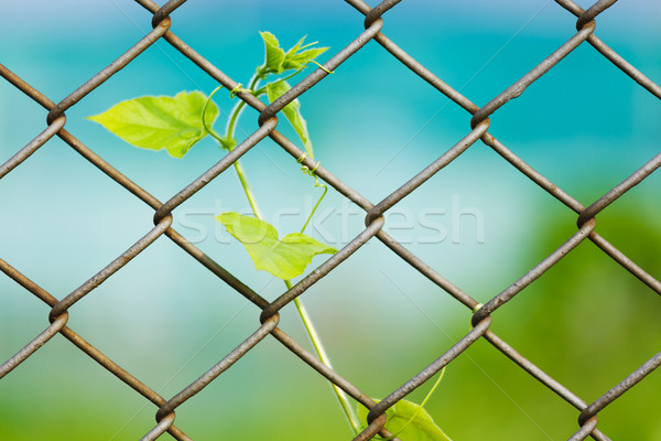 Chain link fence with fresh plant Stock photo © leungchopan