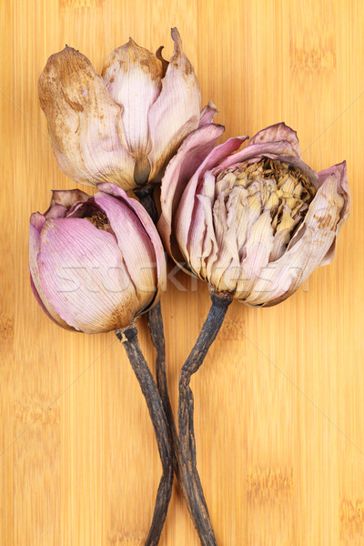 Bouquet of dried lotus Stock photo © leungchopan