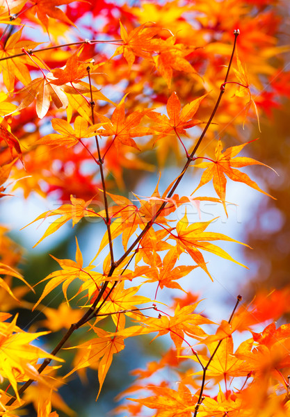 Color changing maple leave in autumn  Stock photo © leungchopan