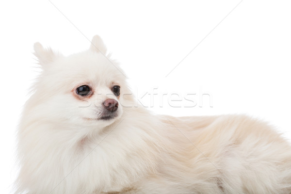 White pomeranian lying down Stock photo © leungchopan