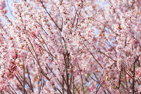 Schönen rosa sakura Baum Frühling Hintergrund Stock foto © leungchopan