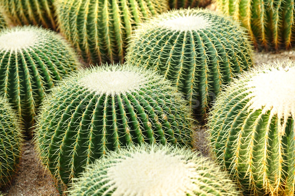 Cactus ontwerp tuin woestijn aarde zand Stockfoto © leungchopan