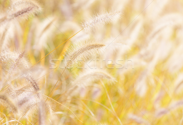 Autumn reed under sunlight Stock photo © leungchopan