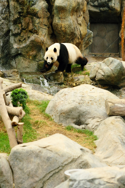 panda Stock photo © leungchopan