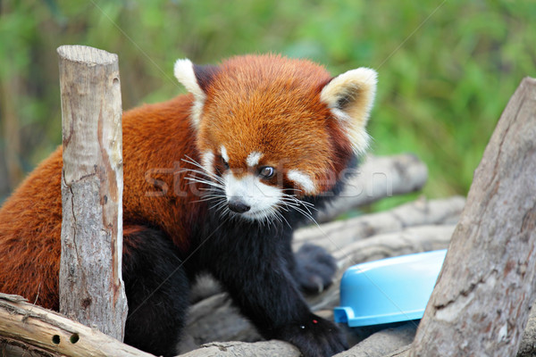 red panda Stock photo © leungchopan