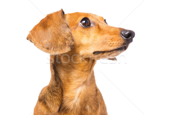 Dachshund Dog isolated on white Stock photo © leungchopan