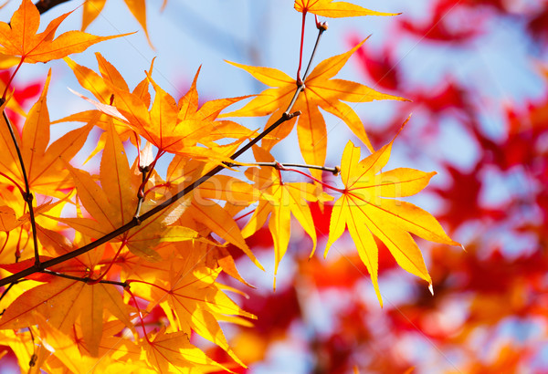 Color changing maple leave in autumn Stock photo © leungchopan