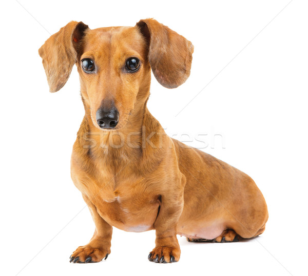 Dachshund dog Stock photo © leungchopan