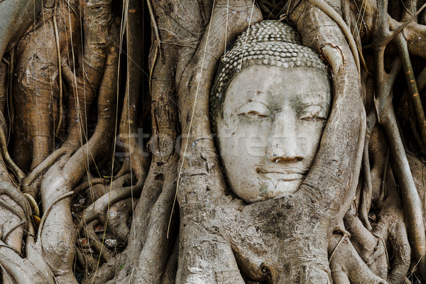 Hoofd buddha boomstam boom asian standbeeld Stockfoto © leungchopan