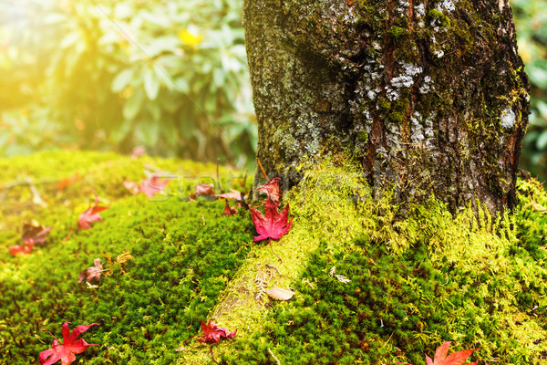 Maple leaves on moss Stock photo © leungchopan