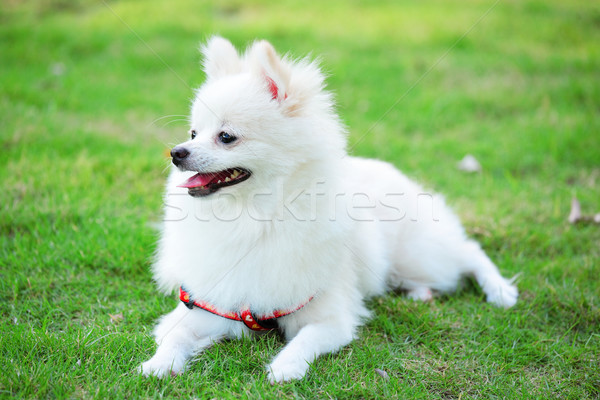 white pomeranian dog Stock photo © leungchopan
