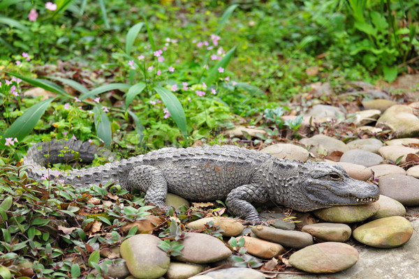 crocodile Stock photo © leungchopan