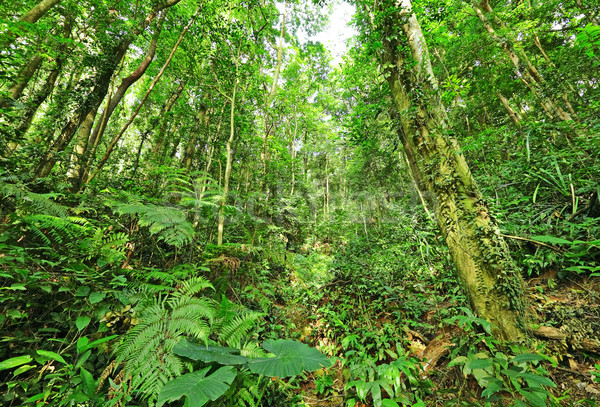 叢林 水 春天 草 森林 性質 商業照片 © leungchopan