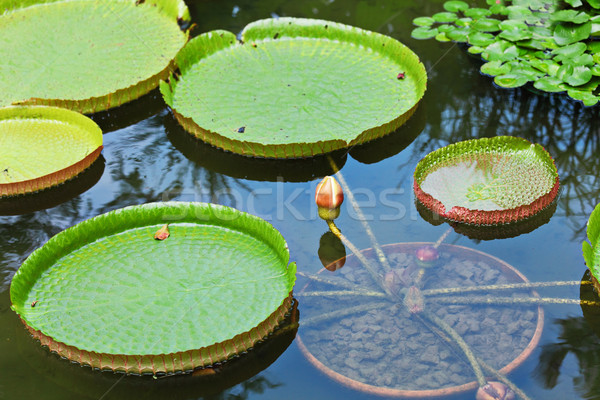 Stock photo: lotus leaf