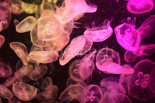 Qualle Schwimmen tropischen Tauchen Meeresfrüchte Tintenfisch Stock foto © leungchopan