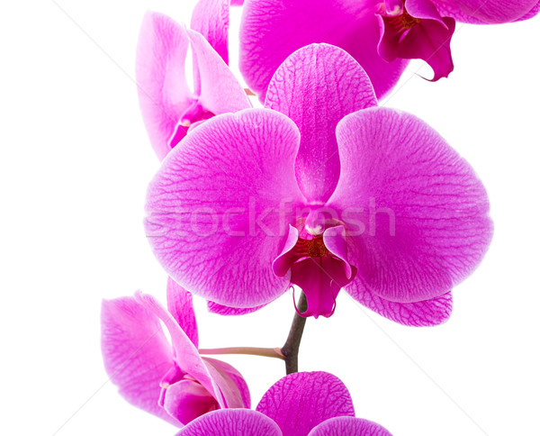 Orchid radiant flower  Stock photo © leungchopan