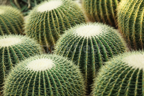 Kaktus wody liści ogród pustyni ziemi Zdjęcia stock © leungchopan