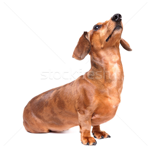 Bassê cão procurar jovem branco animal Foto stock © leungchopan