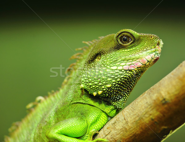 Foto stock: Verde · iguana · árvore · fundo · animal