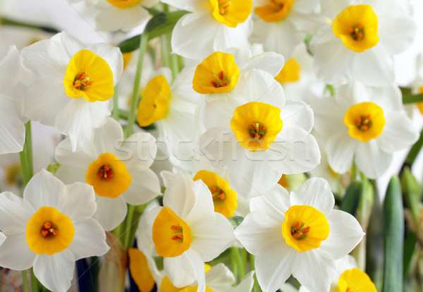 narcissus flower Stock photo © leungchopan