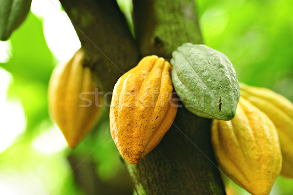Stock photo: Cocoa pods