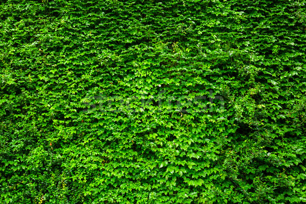 Green Ivy wall Stock photo © leungchopan