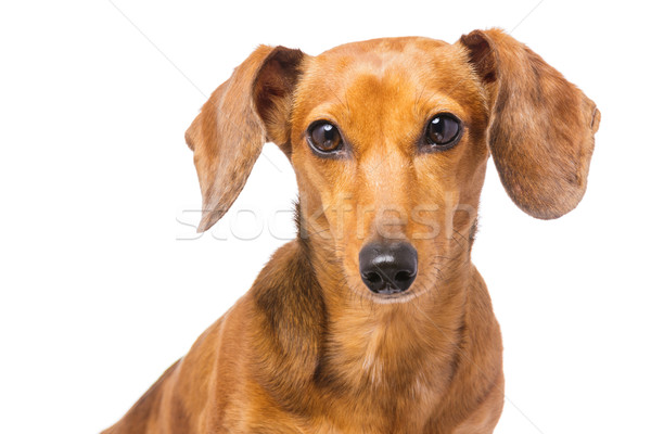 Dachshund Dog Stock photo © leungchopan