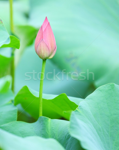 lotus bud Stock photo © leungchopan