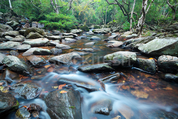 Víz tavasz dzsungel fa erdő nap Stock fotó © leungchopan
