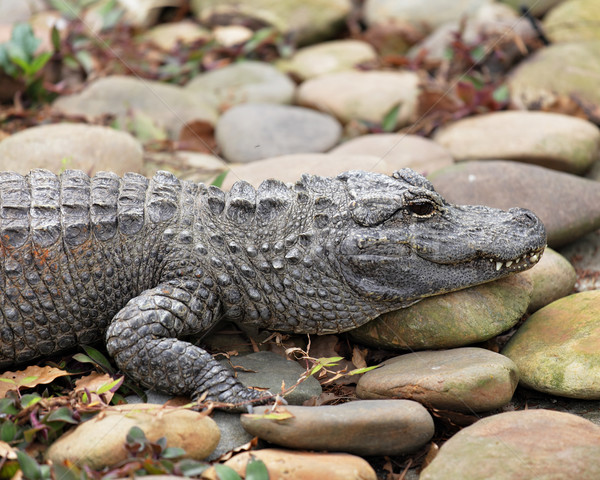 crocodile Stock photo © leungchopan