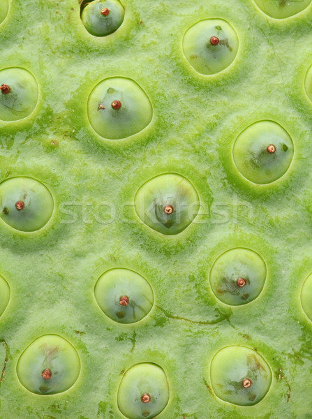 Stockfoto: Lotus · zaad · peul · voedsel · natuur