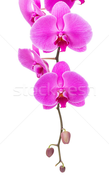 Orchid radiant flower isolated on white Stock photo © leungchopan