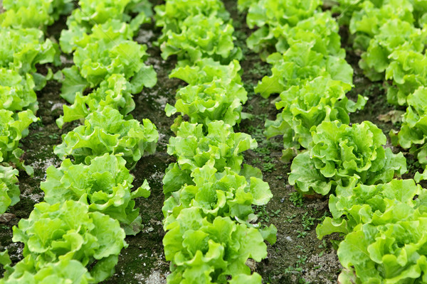 Sla zaailingen veld voorjaar gezondheid plant Stockfoto © leungchopan