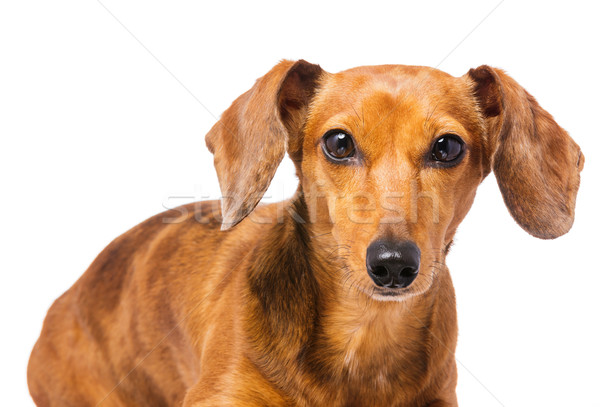 Dachshund câine păr portret viaţă alb Imagine de stoc © leungchopan
