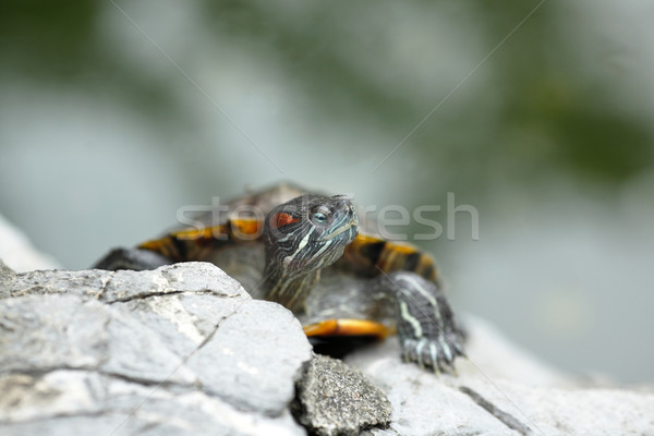 turtle Stock photo © leungchopan