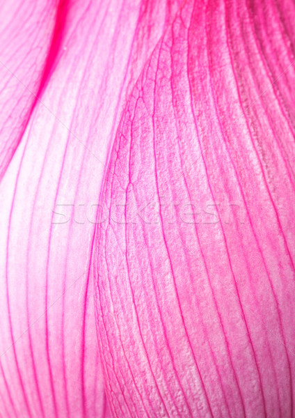 Pink lotus petal Stock photo © leungchopan