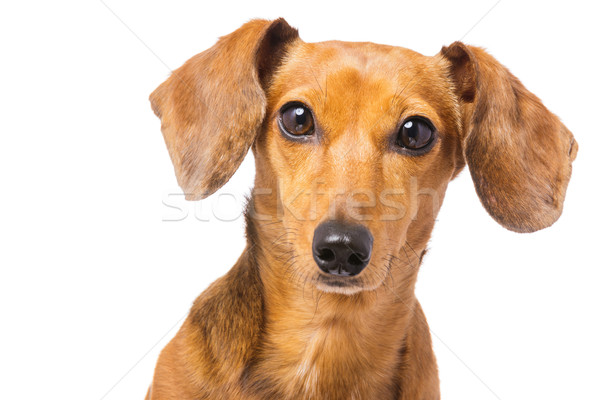 Dachshund câine portret cârnat animale de companie drăguţ Imagine de stoc © leungchopan
