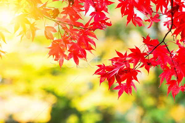 Maple leave in autumn Stock photo © leungchopan