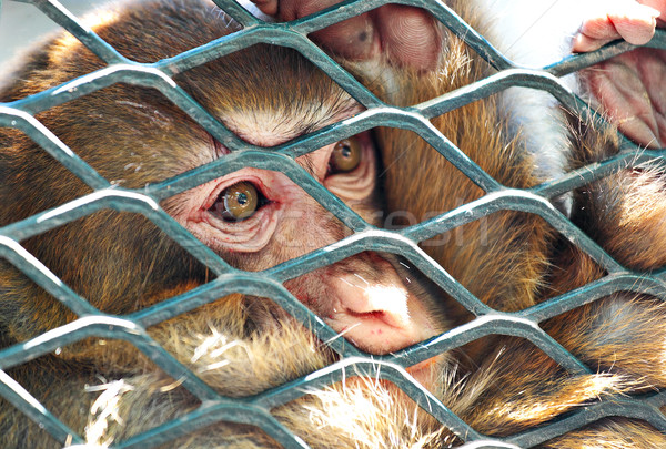 sad monkey in cage Stock photo © leungchopan
