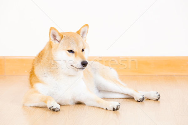 Shiba inu dog lying on floor Stock photo © leungchopan