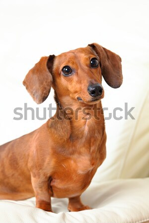Bassê cão procurar cara fundo retrato Foto stock © leungchopan