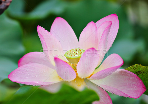 lotus flower Stock photo © leungchopan