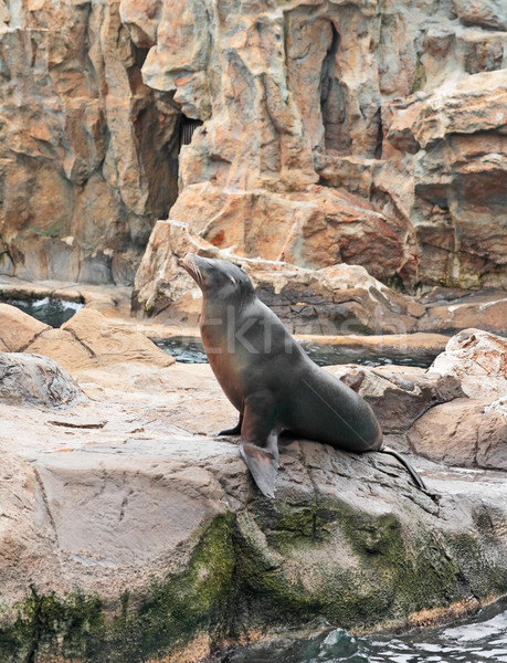 sea lion Stock photo © leungchopan