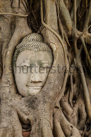 Buddha fej fatörzs fa ázsiai szobor Stock fotó © leungchopan